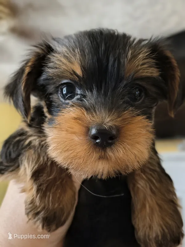 Unspecified – Yorkshire Terrier puppy for sale in Winston-Salem, NC