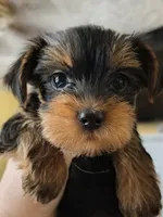 Unspecified, a female Yorkshire Terrier for sale in Winston-Salem, NC – 1 of 5