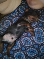 *, a male Yorkshire Terrier for sale in Winston-Salem, NC – 2 of 4