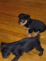 Unspecified, a male Yorkshire Terrier for sale in Winston-Salem, NC – 3 of 3