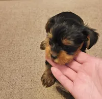 Unspecified, a female Yorkshire Terrier for sale in Winston-Salem, NC – 3 of 5