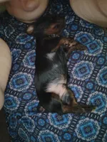 *, a male Yorkshire Terrier for sale in Winston-Salem, NC – 4 of 4
