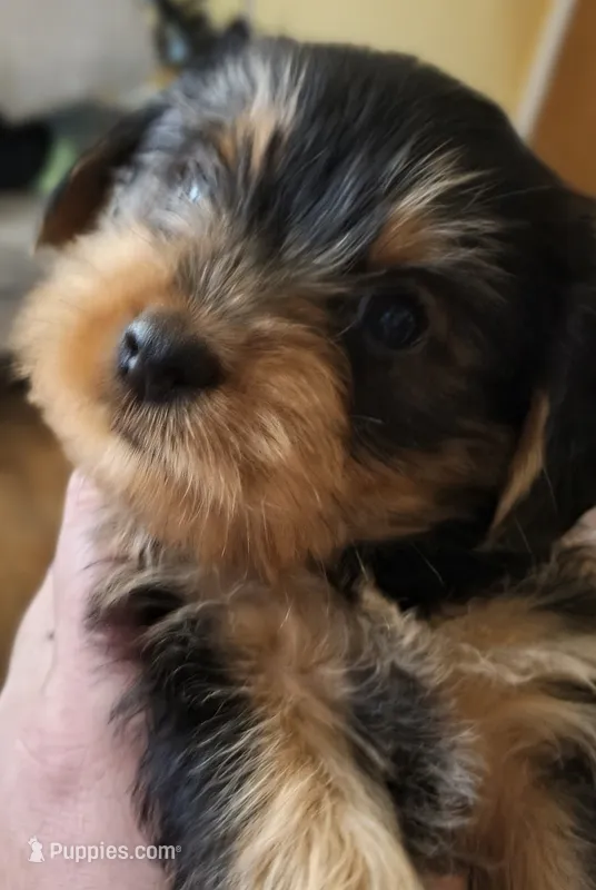 Unspecified – Yorkshire Terrier puppy for sale in Winston-Salem, NC