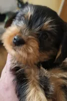 Unspecified, a male Yorkshire Terrier for sale in Winston-Salem, NC – 1 of 3