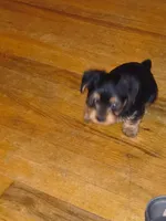 Unspecified, a male Yorkshire Terrier for sale in Winston-Salem, NC – 2 of 3
