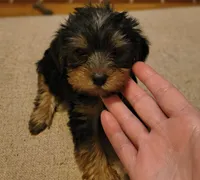 Unspecified, a female Yorkshire Terrier for sale in Winston-Salem, NC – 3 of 5