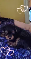 Unspecified, a female Yorkshire Terrier for sale in Winston-Salem, NC – 5 of 5