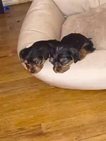 Unspecified, a female Yorkshire Terrier for sale in Winston-Salem, NC – 4 of 5