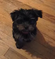 Naomi , a female Yorkshire Terrier for sale in Winston-Salem, NC – Photo 4 of 4