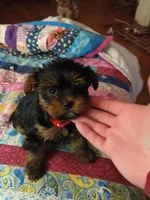 Naomi , a female Yorkshire Terrier for sale in Winston-Salem, NC – Photo 1 of 4
