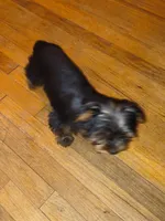 Naomi , a female Yorkshire Terrier for sale in Winston-Salem, NC – Photo 2 of 4