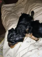 Unspecified, a female Yorkshire Terrier for sale in Winston-Salem, NC – 5 of 5