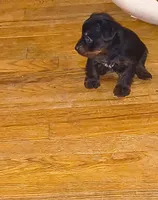 *, a male Yorkshire Terrier for sale in Winston-Salem, NC – 1 of 4