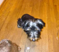 Thaddeus, a male Yorkshire Terrier for sale in Winston-Salem, NC – Photo 4 of 7