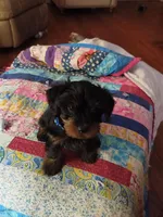 Thaddeus, a male Yorkshire Terrier for sale in Winston-Salem, NC – Photo 7 of 7