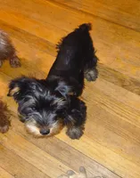 Thaddeus, a male Yorkshire Terrier for sale in Winston-Salem, NC – Photo 2 of 7