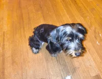 Thaddeus, a male Yorkshire Terrier for sale in Winston-Salem, NC – Photo 5 of 7