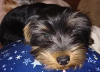 Thaddeus, a male Yorkshire Terrier for sale in Winston-Salem, NC – Photo 6 of 7