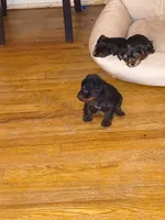*, a male Yorkshire Terrier for sale in Winston-Salem, NC – 3 of 4