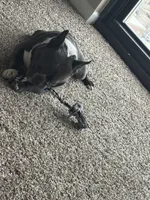 Prada, a male French Bulldog for sale in Chicago, IL – Photo 4 of 4