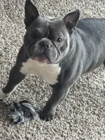 Prada, a male French Bulldog for sale in Chicago, IL – Photo 2 of 4