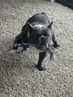 Prada, a male French Bulldog for sale in Chicago, IL – Photo 3 of 4