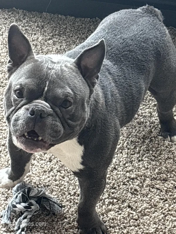 Prada – French Bulldog puppy for sale in Chicago, IL