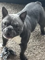 Prada, a male French Bulldog for sale in Chicago, IL – Photo 1 of 4