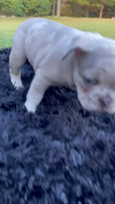 Uncle Fester, a male French Bulldog for sale in Gainesville, GA – 8 of 8