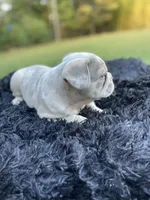 Uncle Fester, a male French Bulldog for sale in Gainesville, GA – 2 of 8