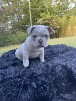 Uncle Fester, a male French Bulldog for sale in Gainesville, GA – 4 of 8