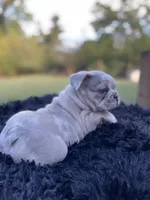 Uncle Fester, a male French Bulldog for sale in Gainesville, GA – 7 of 8