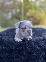 Uncle Fester, a male French Bulldog for sale in Gainesville, GA – 3 of 8