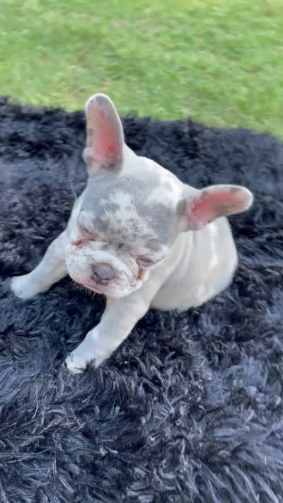 Wednesday Adams, a female French Bulldog for sale in Gainesville, GA – 4 of 4