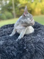 Wednesday Adams, a female French Bulldog for sale in Gainesville, GA – 3 of 4