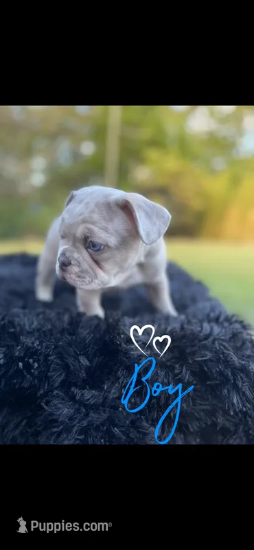 Uncle Fester – French Bulldog puppy for sale in Gainesville, GA