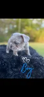 Uncle Fester, a male French Bulldog for sale in Gainesville, GA – 1 of 8