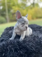 Wednesday Adams, a female French Bulldog for sale in Gainesville, GA – 2 of 4