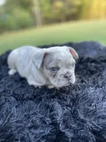 Uncle Fester, a male French Bulldog for sale in Gainesville, GA – 6 of 8