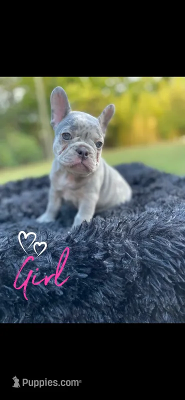 Wednesday Adams – French Bulldog puppy for sale in Gainesville, GA