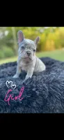 Wednesday Adams, a female French Bulldog for sale in Gainesville, GA – 1 of 4