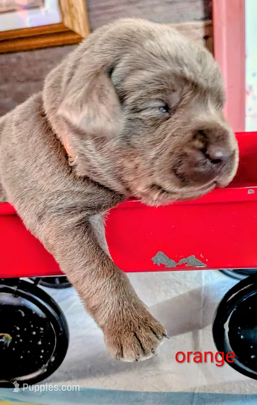 Blade – Labrador Retriever puppy for sale in Rushville, IL