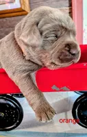 Gunner, a male Labrador Retriever for sale in Rushville, IL – 2 of 9