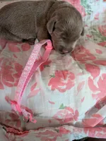 Pink, a female Labrador Retriever for sale in Rushville, IL – 2 of 2