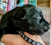Black, a male Labrador Retriever for sale in Rushville, IL – 4 of 7