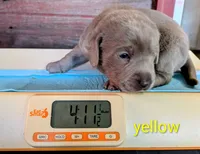 River, a male Labrador Retriever for sale in Rushville, IL – 2 of 8