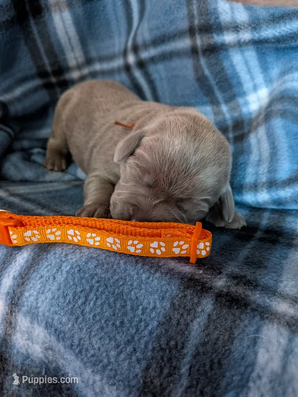 Orange – Labrador Retriever puppy for sale in Rushville, IL