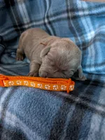 Orange, a male Labrador Retriever for sale in Rushville, IL – 1 of 3