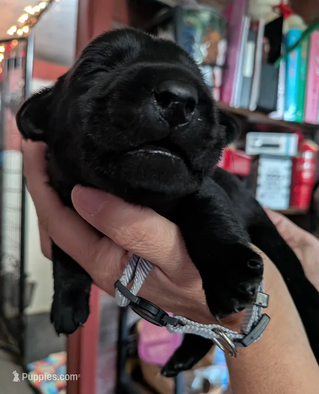 Gray – Labrador Retriever puppy for sale in Rushville, IL