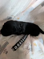 Dark green, a male Labrador Retriever for sale in Rushville, IL – 2 of 3